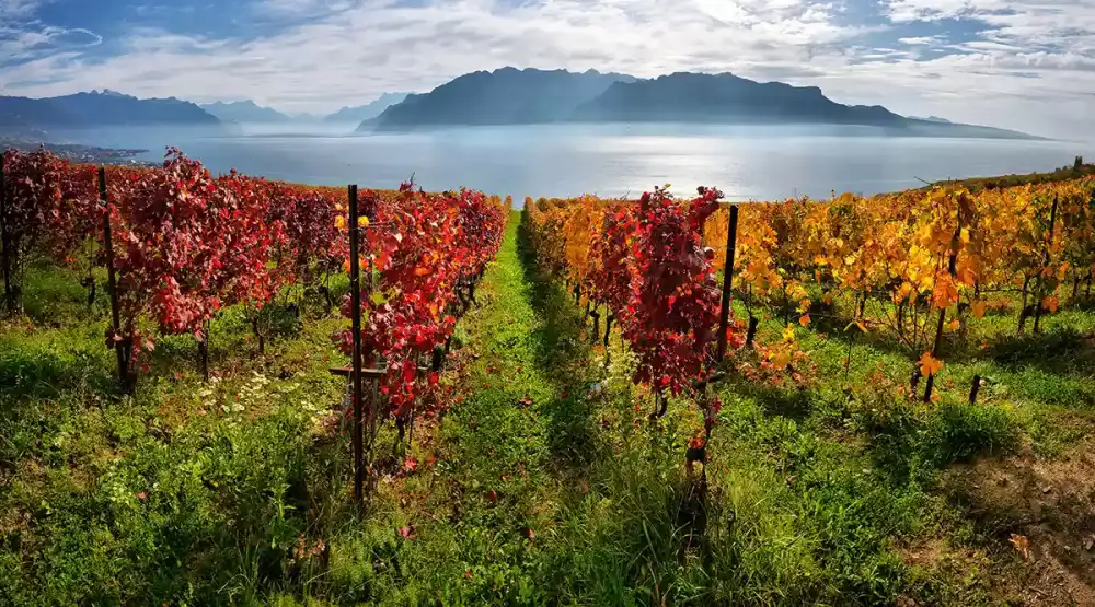 Vineyards of Lavaux Switzerland
