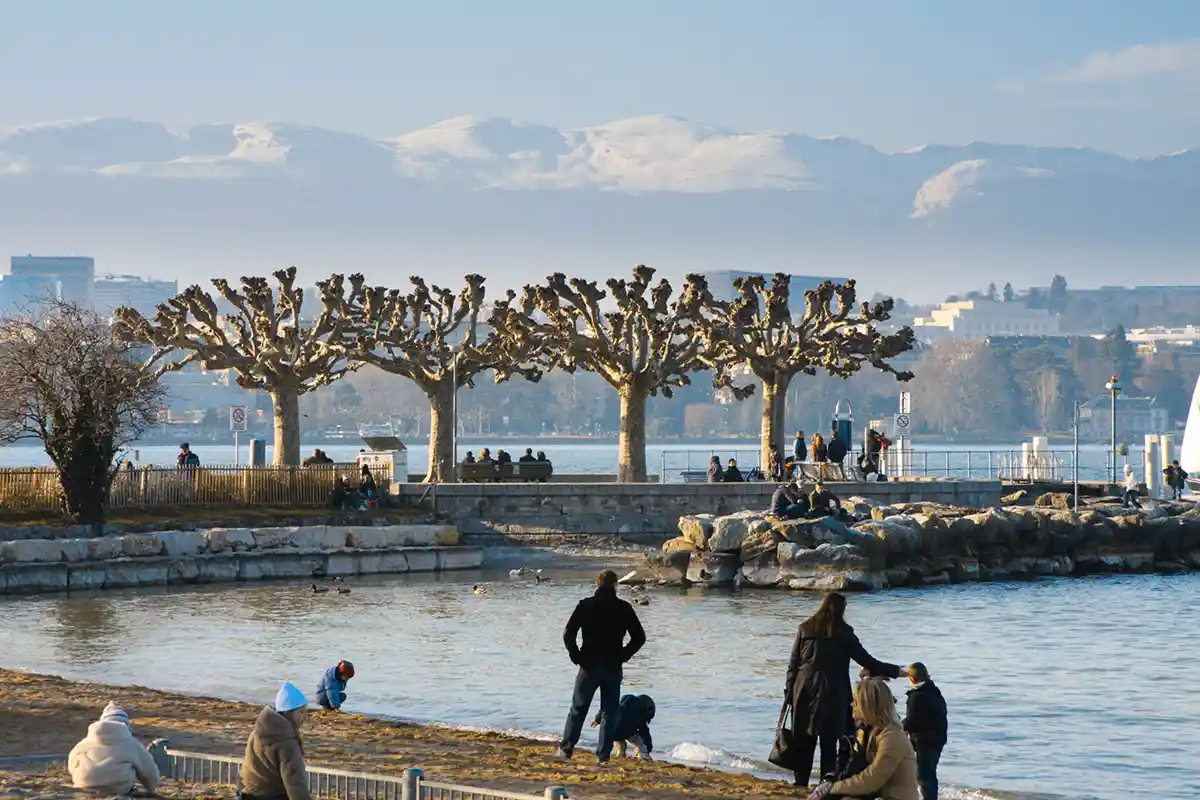 Our Favourite trees in Geneva