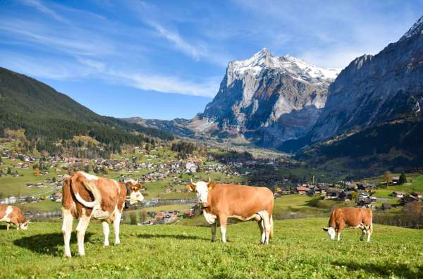 Grindelwald-Village-Cows