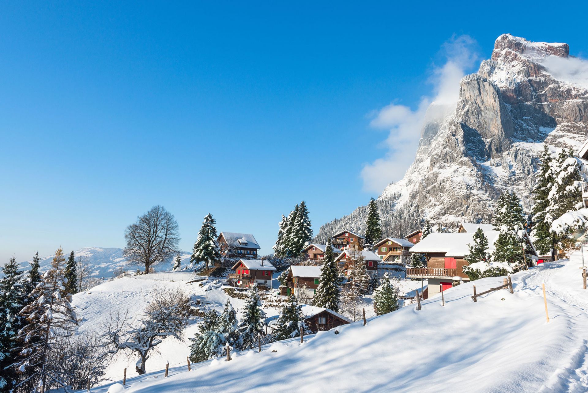 Snowy-Swiss
