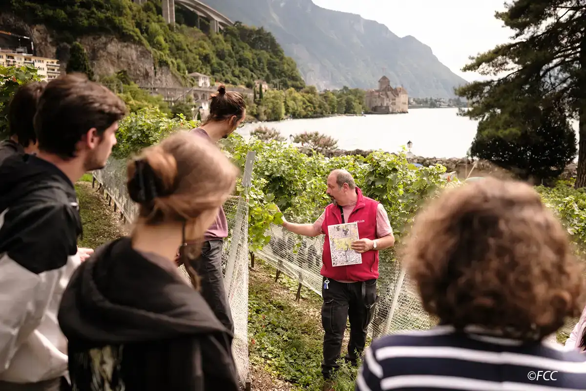 Vineyard at Chillon