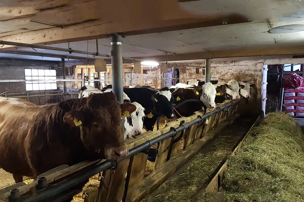 Barnyard Grazing Cows