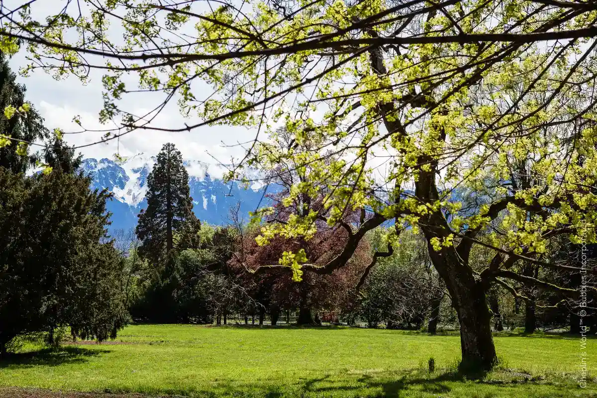 Chaplin’s World - A Walk in the Park