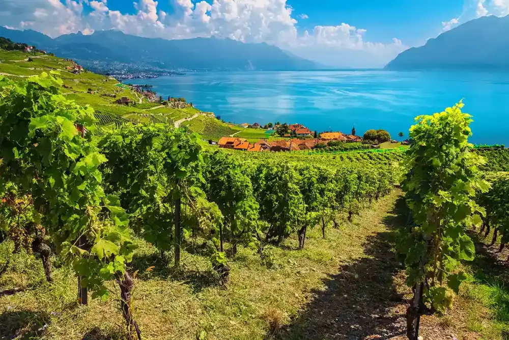 Amazing vine rows with Lake Geneva view