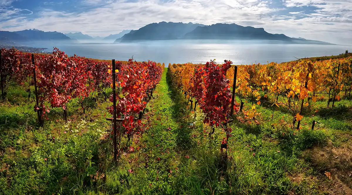 Vineyards of Lavaux